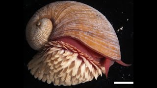 Facts The ScalyFoot Snail [upl. by Ford]