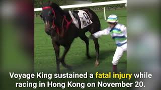 Australian Horse Shatters His Leg and Dies in Hong Kong Race [upl. by Annoirb]