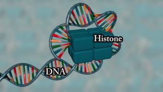 Chromosome structure  Medical animation [upl. by Burkitt]