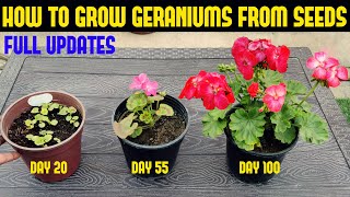 How To Grow Geranium At Home FULL INFORMATION [upl. by Nylhtak]