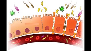 CURA LA PERMEABILIDAD INTESTINAL HACIENDO ESTO Y FRENA EL ENVEJECIMIENTO PREMATURO [upl. by Bradski]