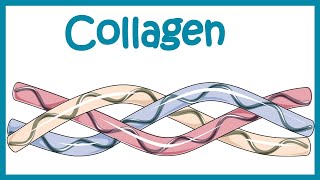 Collagen  Structure classification biosynthesis and clinical importance [upl. by Onateag859]