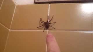 Huntsman Spider Jumps [upl. by Olvan417]