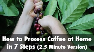 How to Process Coffee at Home in 7 Steps 25 Minute Version [upl. by Duster]