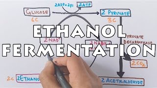 Ethanol Fermentation  Process of Alcohol Formation [upl. by Llamaj]