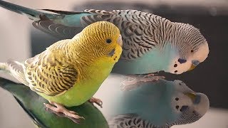 Budgie Sounds  Cookie singing to Biscuit [upl. by Eidorb768]