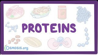 Proteins [upl. by Helge]