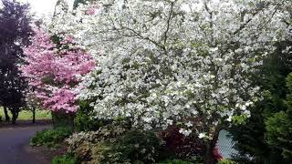 Flowering Dogwoods [upl. by Joel]