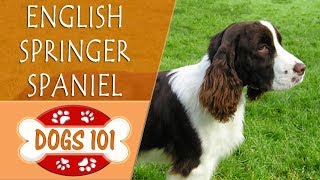 Dogs 101  ENGLISH SPRINGER SPANIEL  Top Dog Facts About the ENGLISH SPRINGER SPANIEL [upl. by Anihpled]