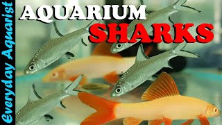 Can You Keep a SHARK in an AQUARIUM 4 Types of Freshwater Shark Fish [upl. by Nollat]