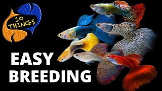 Top 10 Easiest Fish To Breed in a HOME Aquarium [upl. by Quintessa63]