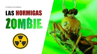 LAS HORMIGAS ZOMBIES  CAMPONOTUS LEONARDI  EL PLANETA DE LAS HORMIGAS [upl. by Cathee]