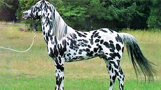 10 Beautifully Colored Rare Horse Breeds [upl. by Constancia]