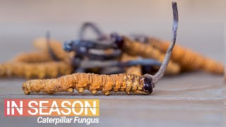 Cordyceps Season Hunt for the World’s Most Expensive Fungus  In Season S1E4 [upl. by Nonek398]