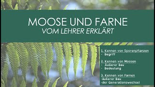 Moose und Farne  vom Lehrer erklärt [upl. by Czarra]