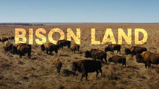 How Bison Are Saving Americas Lost Prairie [upl. by Nozicka]