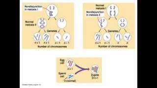 Chromosomal abnormalities [upl. by Huoh]