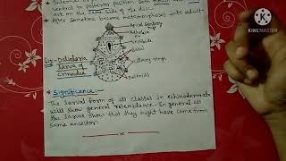 Larval forms of Echinodermata notes  Bsc [upl. by Windham445]