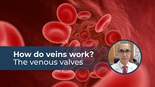 How do veins work  The venous valves [upl. by Enelra]