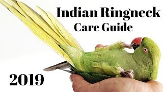 Indian Ringneck Parakeet Care Guide [upl. by Othella]