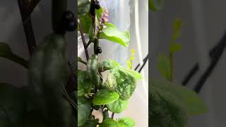 Hydroponic Malabar Spinach [upl. by Yecniuq]