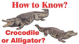 Difference between crocodile and alligator Simply Elearn Kids [upl. by Cappella382]