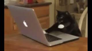 Cat typing on computer for 5 minutes and 4 seconds [upl. by Cilurzo]