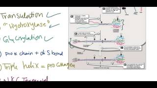 Collagen synthesis [upl. by Mchail]