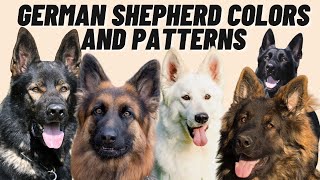 7 Different GERMAN SHEPHERD Coat Color Patterns [upl. by Saoj]