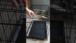 Disassembling a metal dog crate in 1 minute [upl. by Adams]