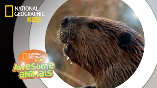 American Beaver  Awesome Animals [upl. by Tirzah]