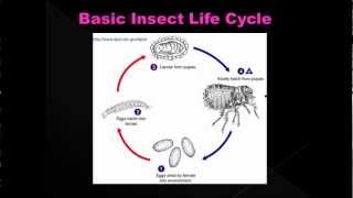 Estimating Post Mortem Interval part 5  Forensic Entomology [upl. by Judas]