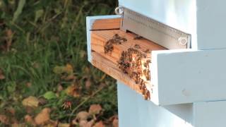 Asian hornet attacking beehive [upl. by Eelek]