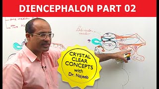 Diencephalon  Neuroanatomy  Part 22 [upl. by Poyssick299]