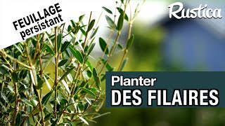 Comment cultiver le filaire à feuilles étroites Phillyrea angustifolia [upl. by Constantin]