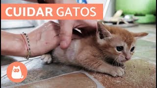 Cómo cuidar un GATO CACHORRO [upl. by Fritzie980]