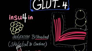 Glucose Transporter 4 GLUT4 [upl. by Epp820]