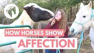 How Horses Show Affection to Humans [upl. by Teteak]