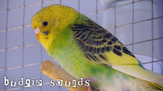 Budgies sounds to make them dance 🧡🤪 [upl. by Anelav247]