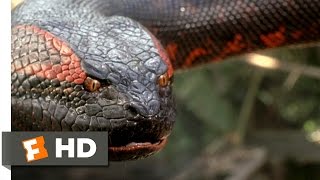 Anaconda 88 Movie CLIP  Swallowed Whole 1997 HD [upl. by Sylas]