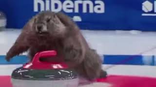 Beavers Curling [upl. by Sallyann]