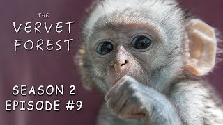 Orphan Baby Monkey With Brain Damage amp Babies Play in Disneyland  Vervet Forest  S2 Ep9 [upl. by Kcirdla38]