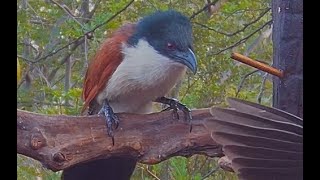 Amazing Burchells coucal call  Bird Sounds [upl. by Ard]