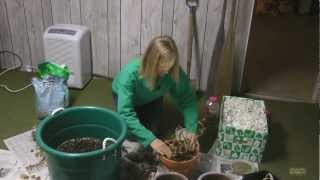 How to Overwinter Geraniums [upl. by Amaerd]