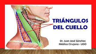 🥇 TRIÁNGULOS DEL CUELLO Fácil Rápido y Sencillo [upl. by Etteragram]