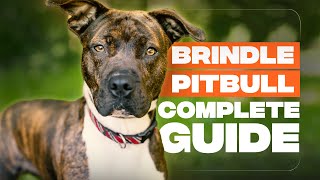 Brindle Pitbull Breed Info Friend Or Foe [upl. by Rehttam]