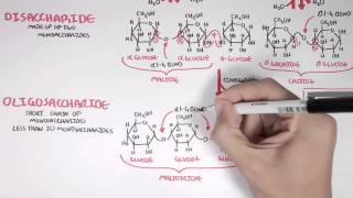 Biochemistry of Carbohydrates [upl. by Blight]