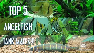 Top 5 Angelfish tank mates [upl. by Atyekram]