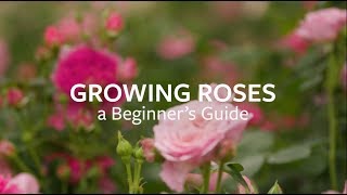 How to grow Roses  Grow at Home  Royal Horticultural Society [upl. by Ahtenek551]