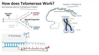 How Telomerase Can Immortalize Cells and Cause Cancer [upl. by Paryavi984]